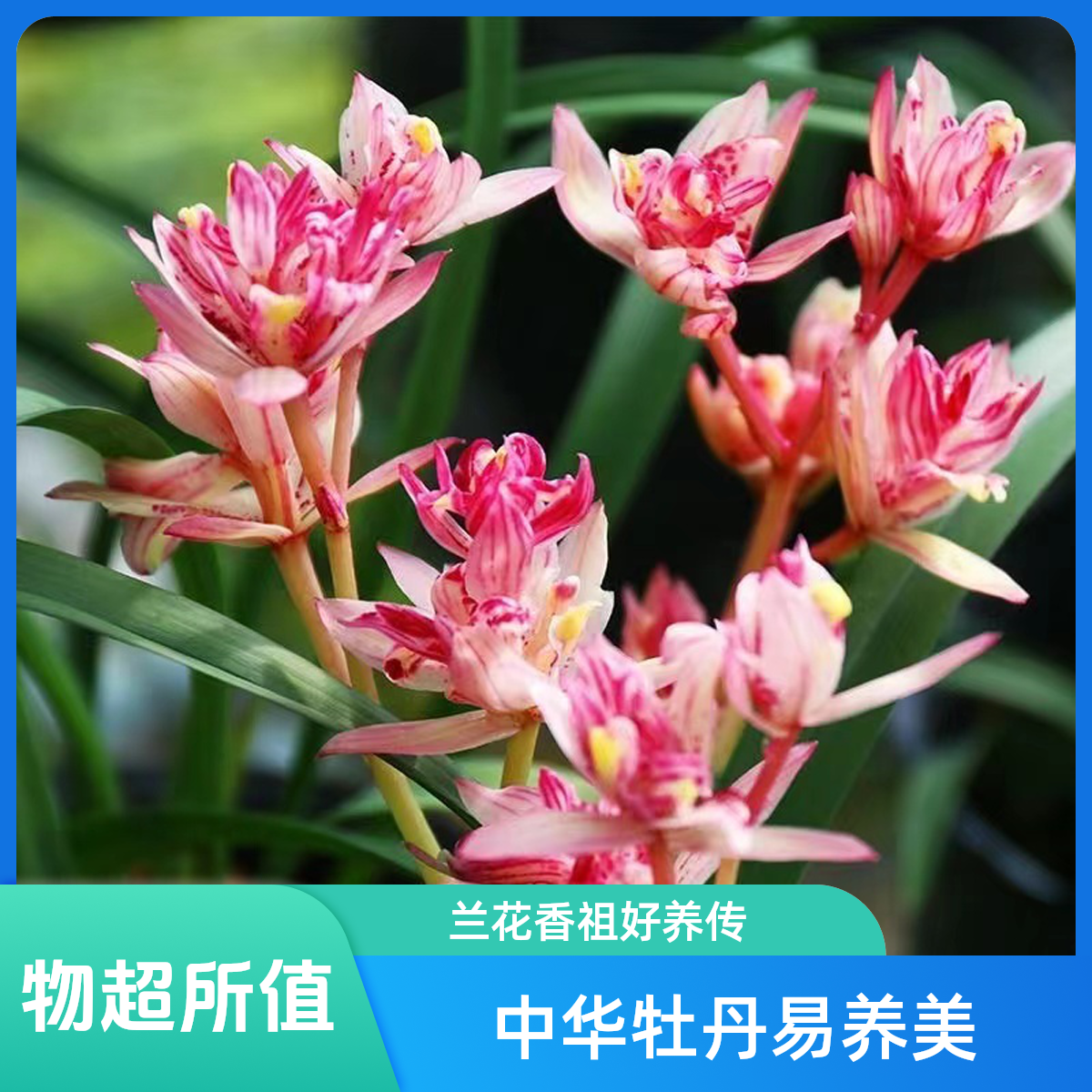 中华牡丹-建兰四大奇花香祖-好养浓香