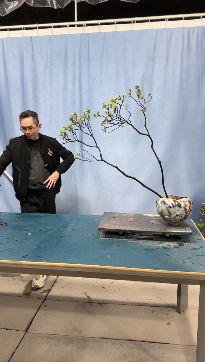 【闪购商品】盆景春花