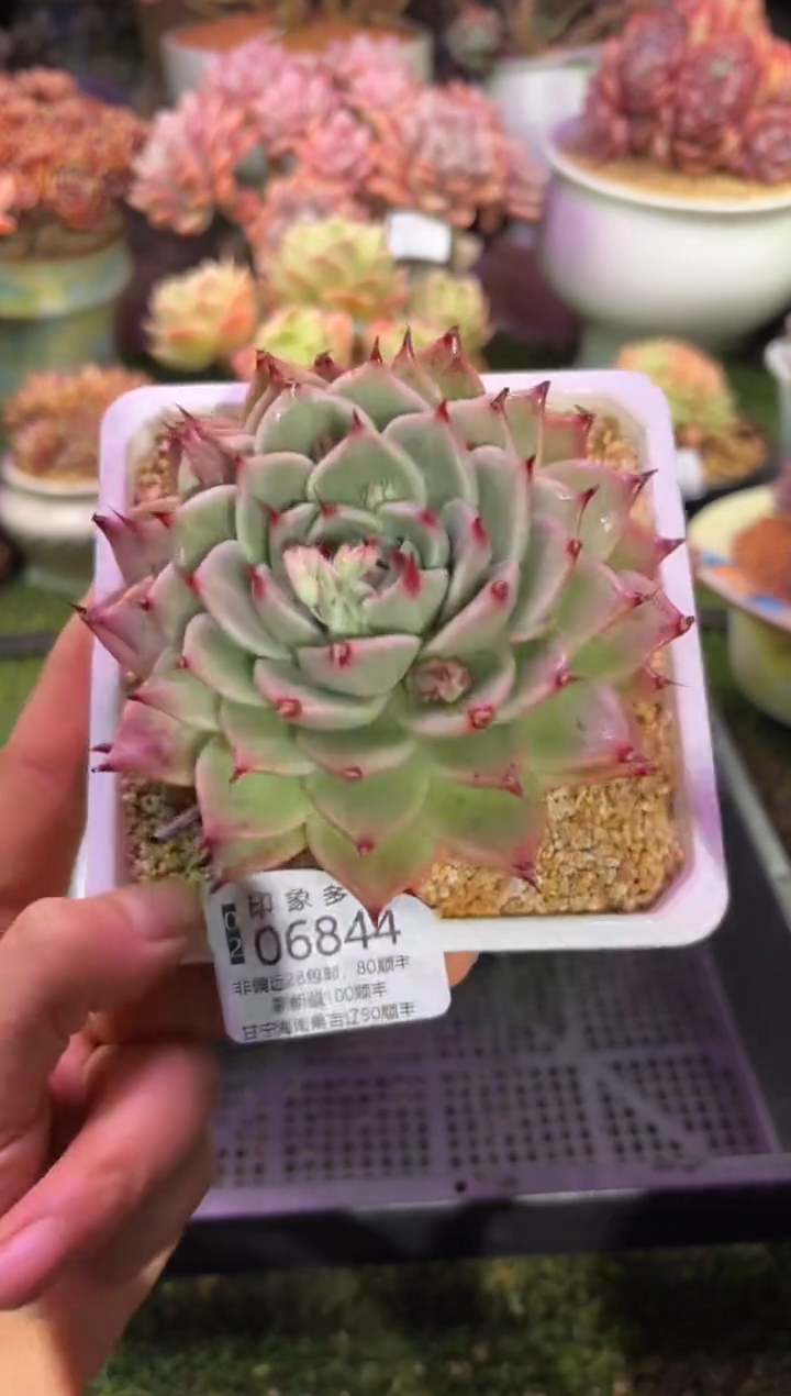 【闪购商品】06844