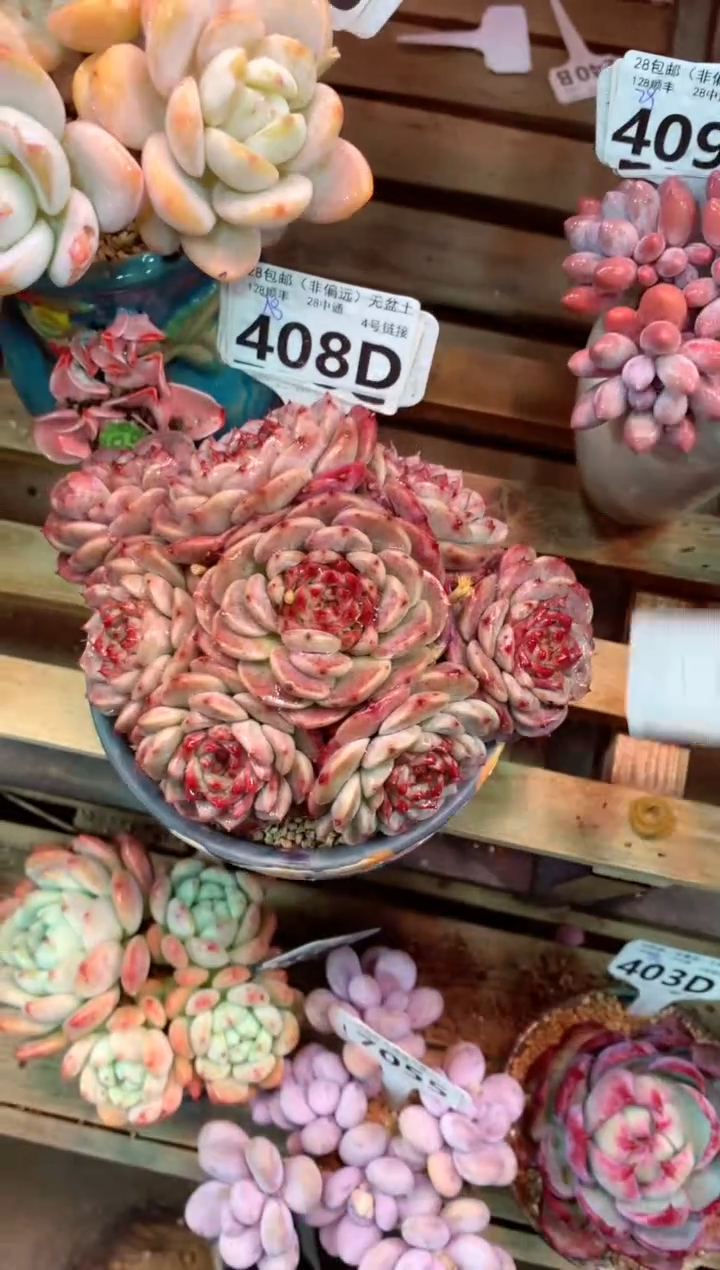 408D（一物一拍，精品多肉，w所见即所得 ）