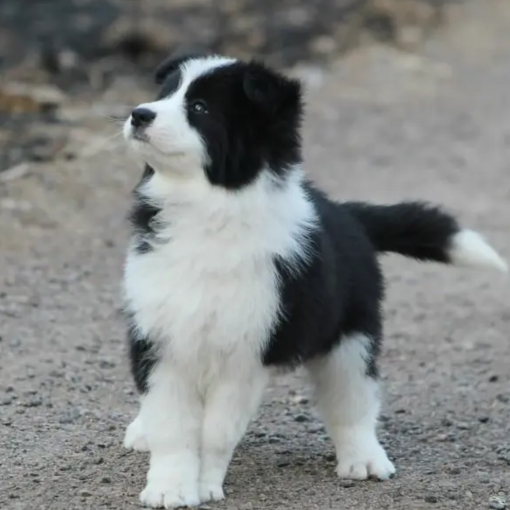 精品边牧,边境牧羊犬