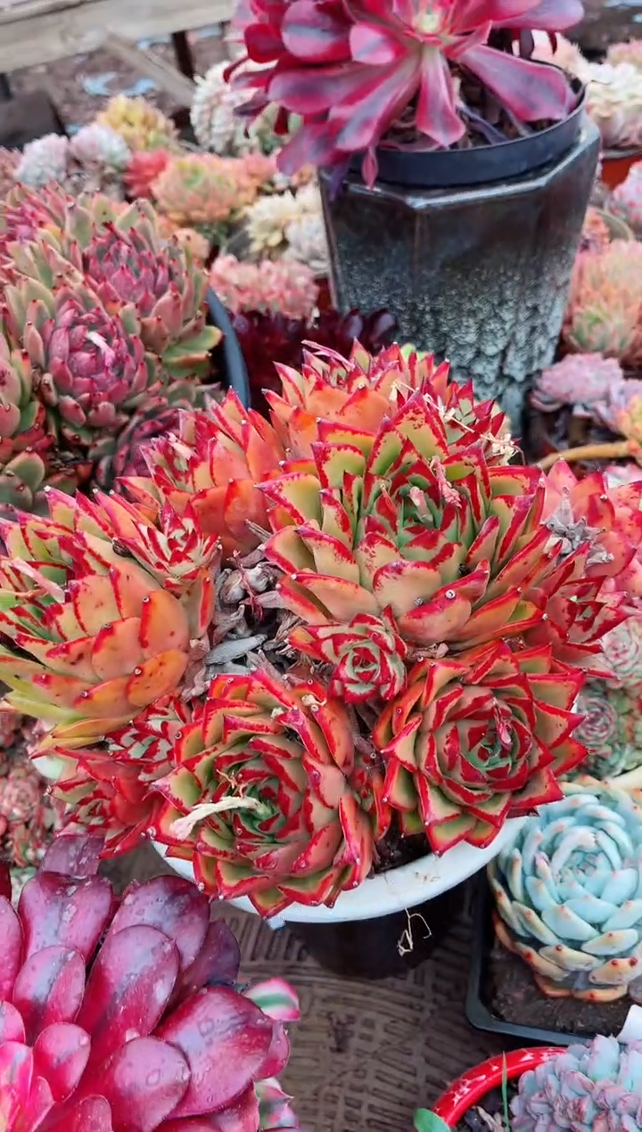 【闪购商品】04242