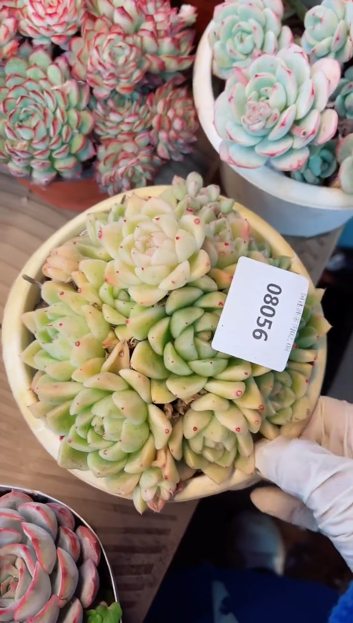 【闪购商品】08056