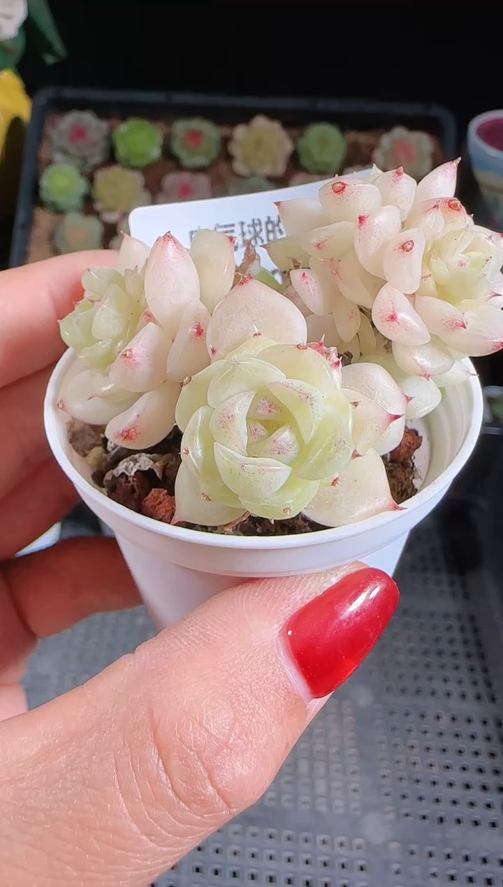 1102-208麦秆群不包整