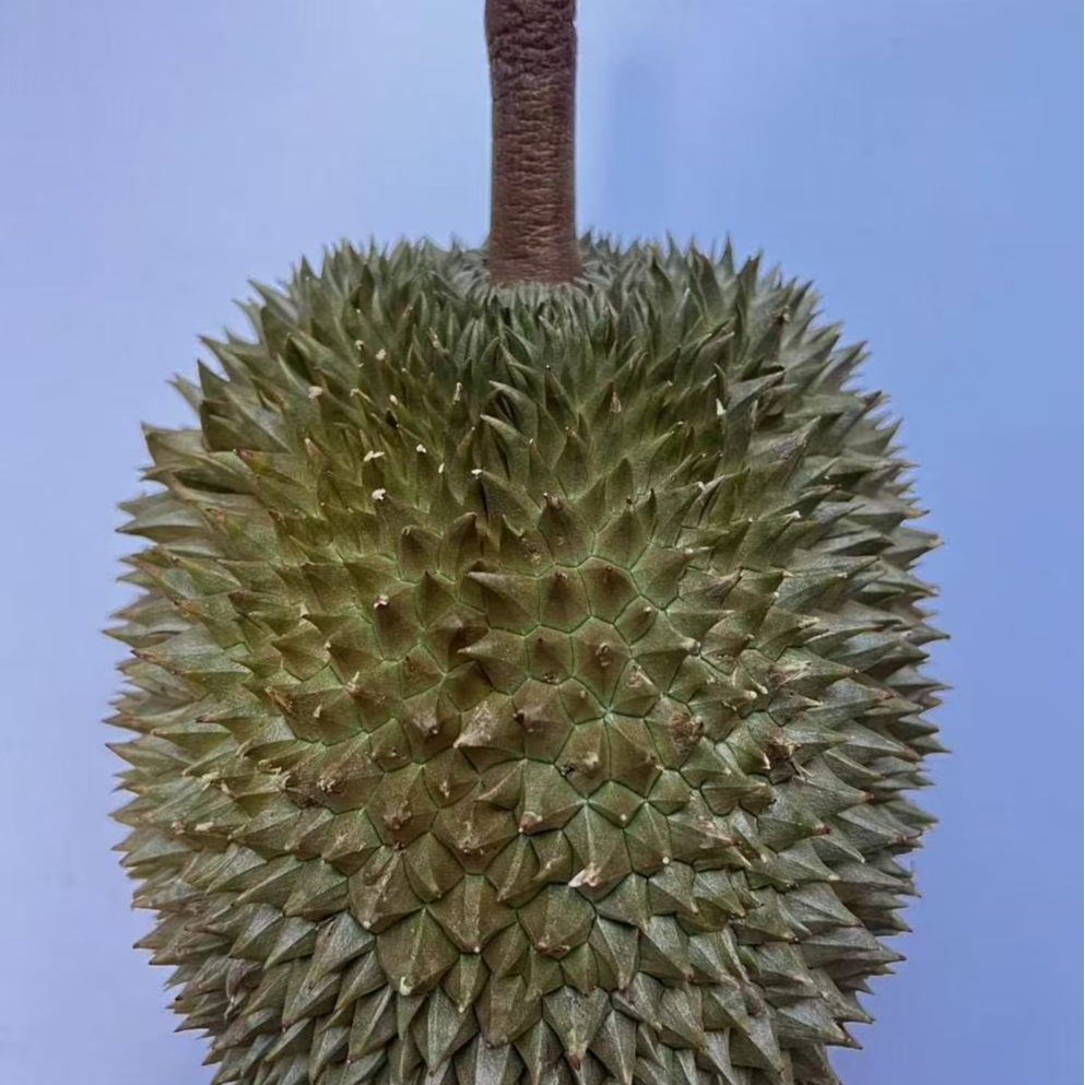 泰国长柄榴莲猫山王托曼尼青蛙琳拉咧各种小品种1个装