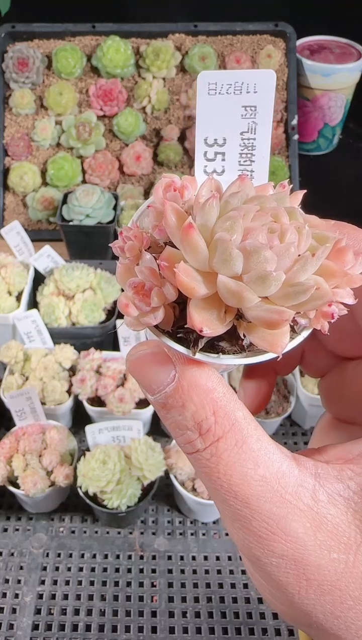 1127-353群生不包整