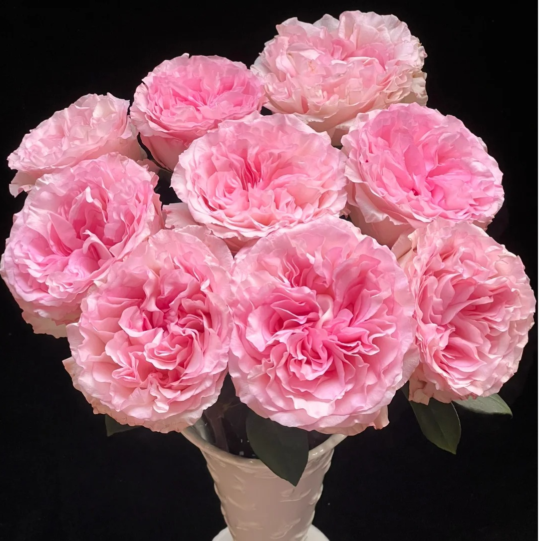 洛神玫瑰【植末-单头玫瑰】1单中通，3单顺丰冷链