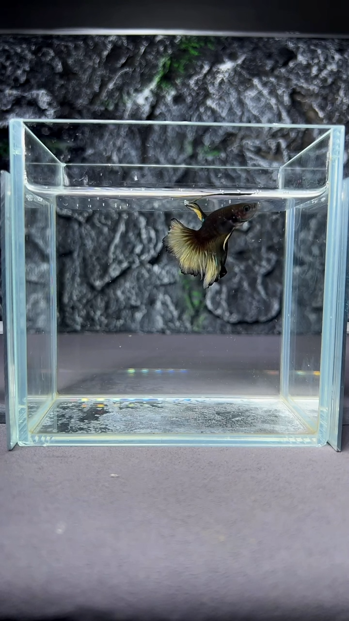 斗鱼竞拍链接A072