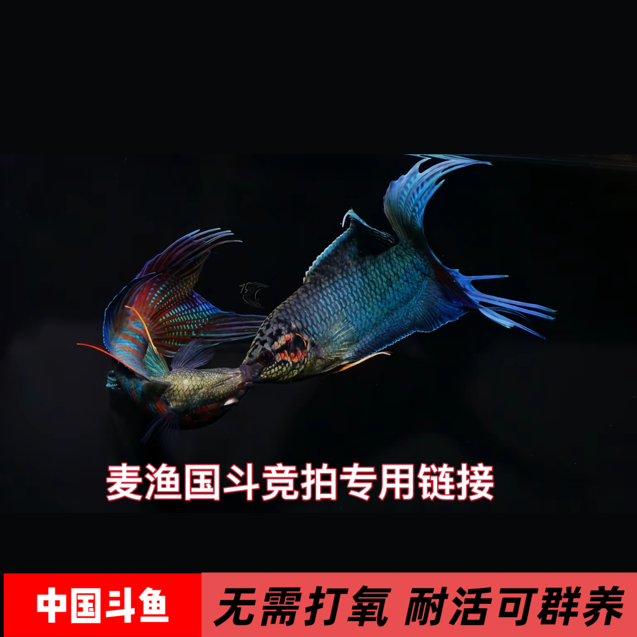 中国斗鱼保活直播间竞拍专用（竞拍成功 下单对应价格）好养耐活