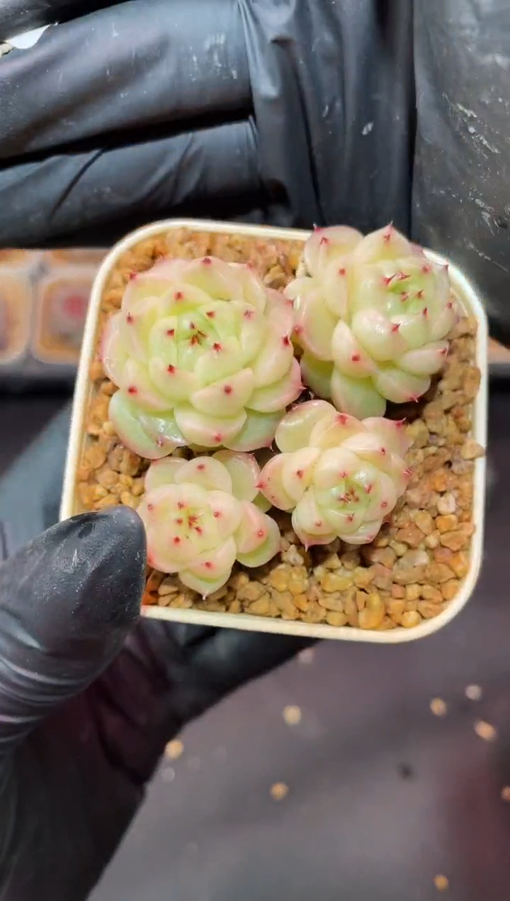 闪购177 翡多肉一颗