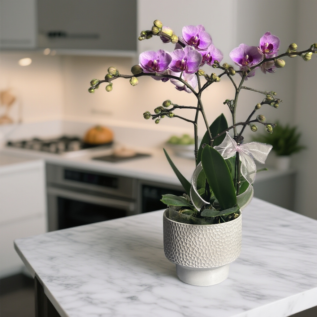 蝴蝶兰 宝贝三苗三花剑 粉色系爆款  好养耐养赠陶瓷盆