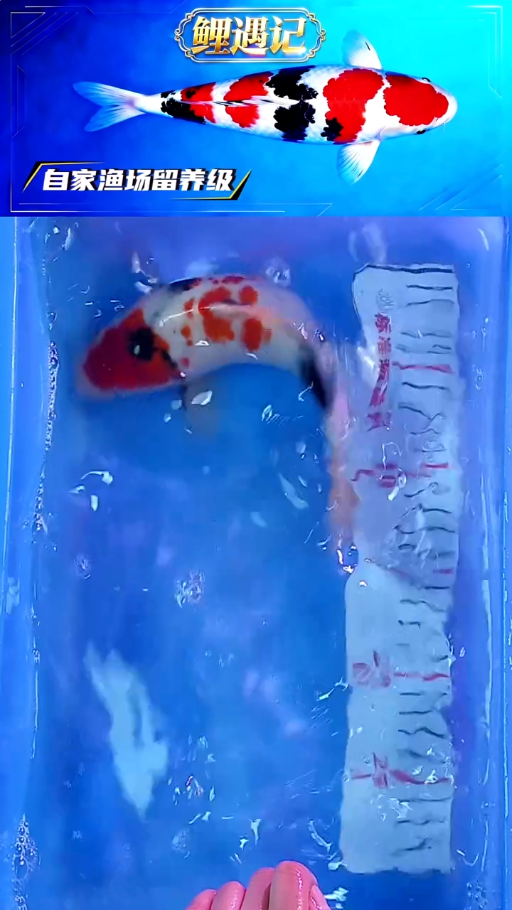 锦鲤12月29日锦鲤18