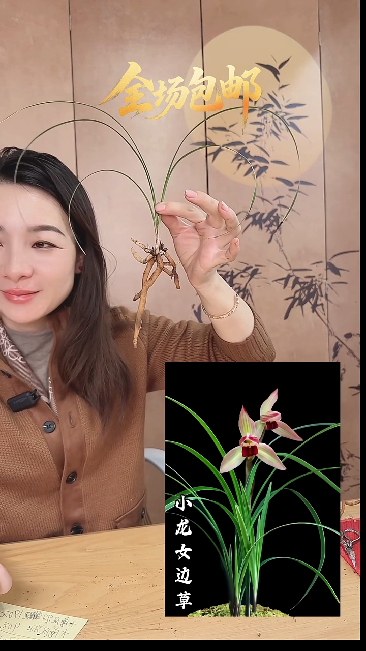 当前无花栽培后可以开花：小龙女边草