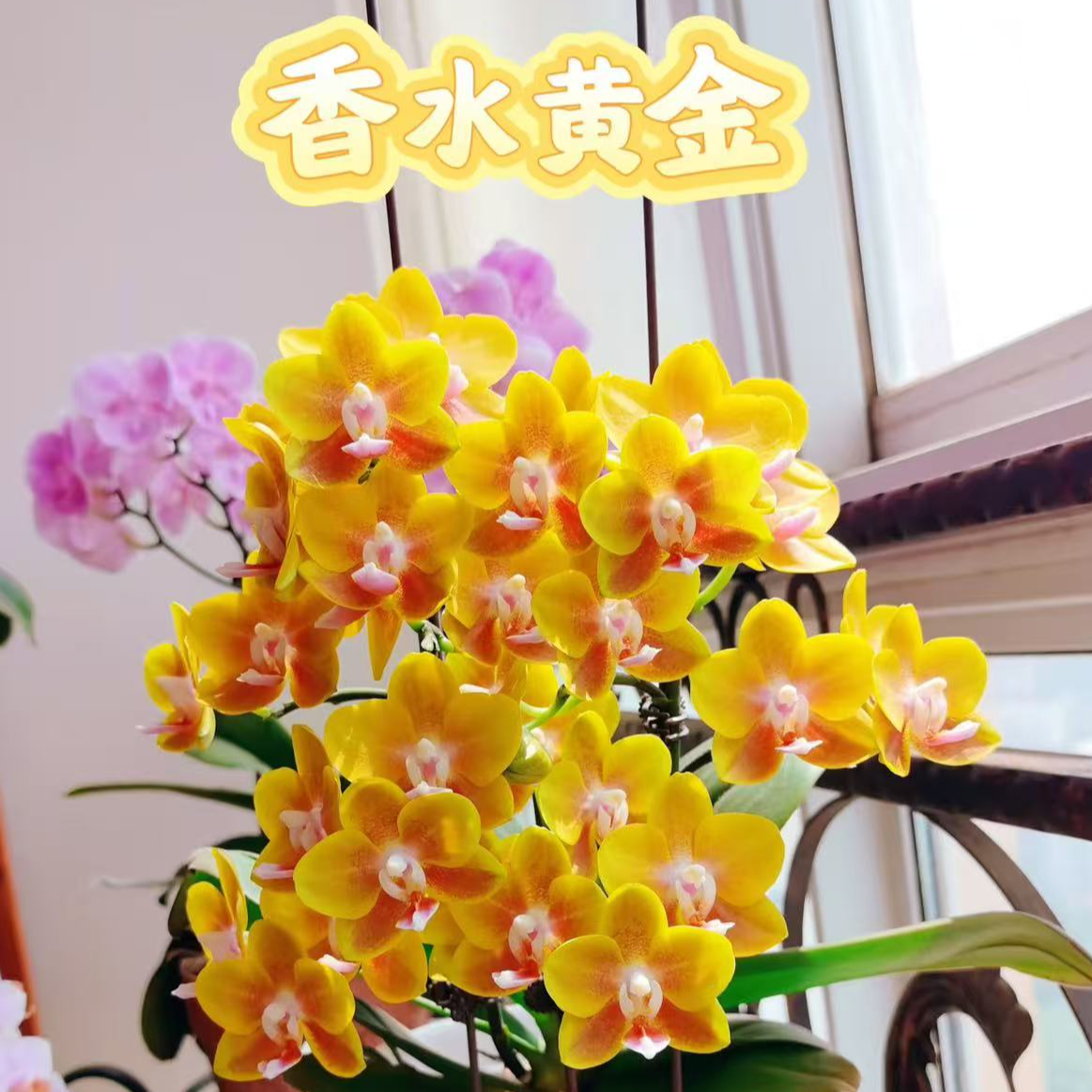 浓香型蜡质花2-3花剑【香水黄金】室内花卉蝴蝶兰