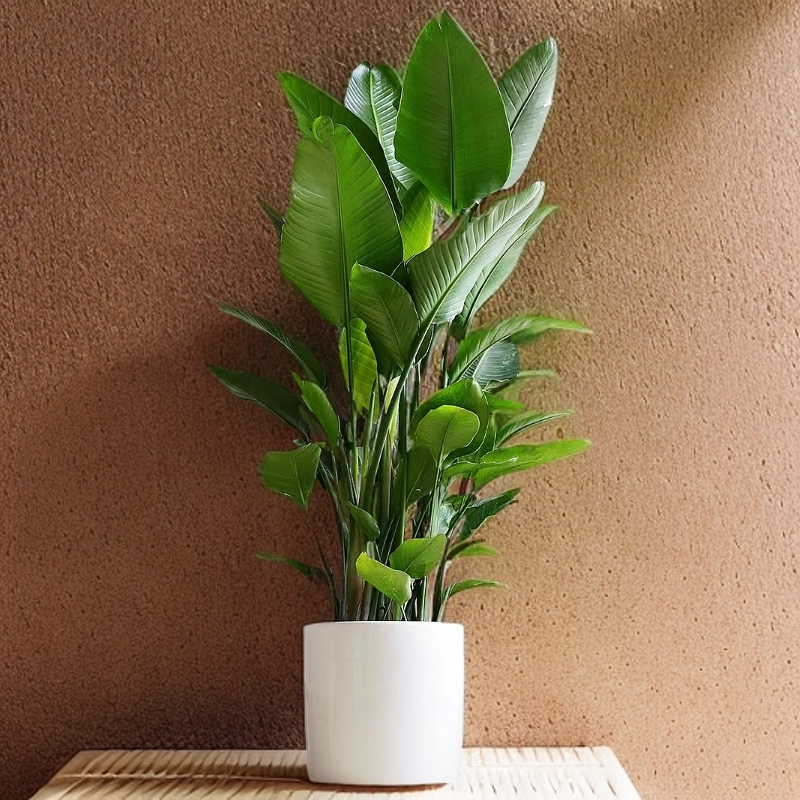 【大形-天堂鸟1.7-1.9】大型绿植室内盆栽客厅卧室办公鹤望兰净化空