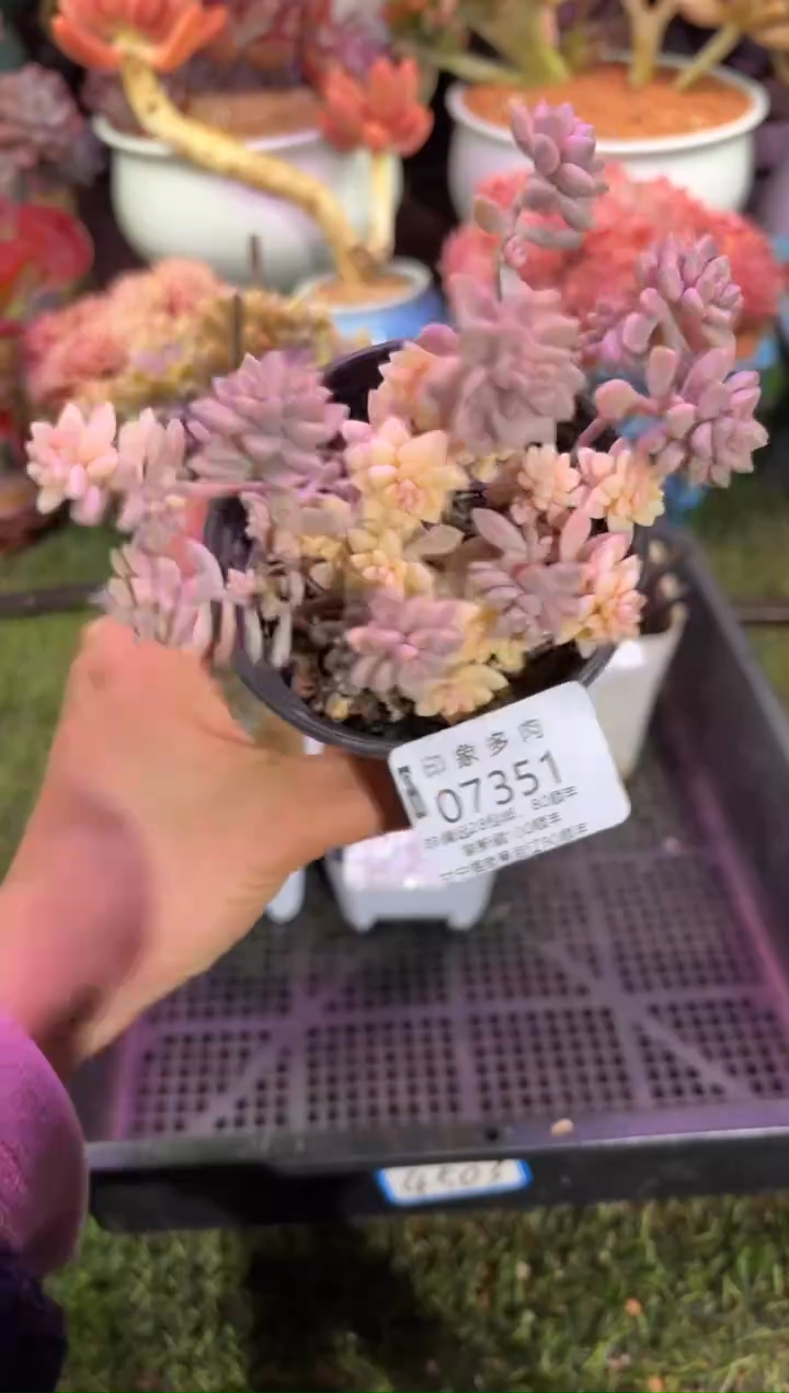 【闪购商品】07350