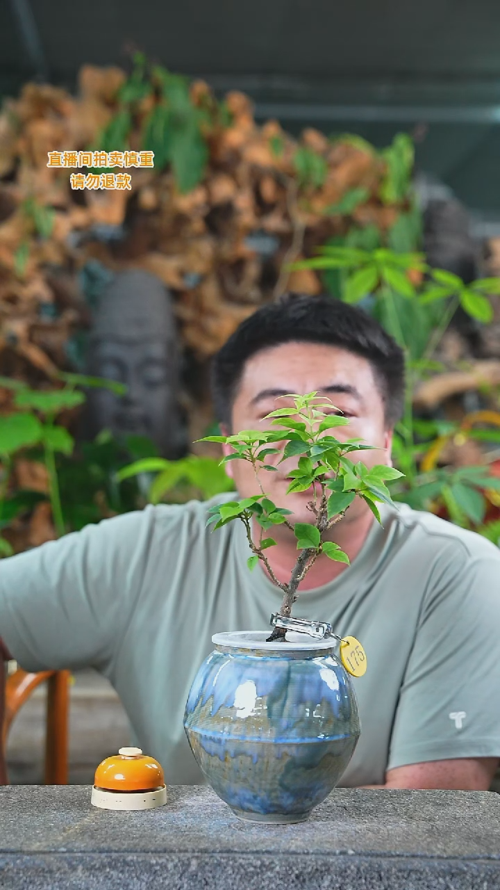 当前无花栽培后可以开花文*175三角梅+