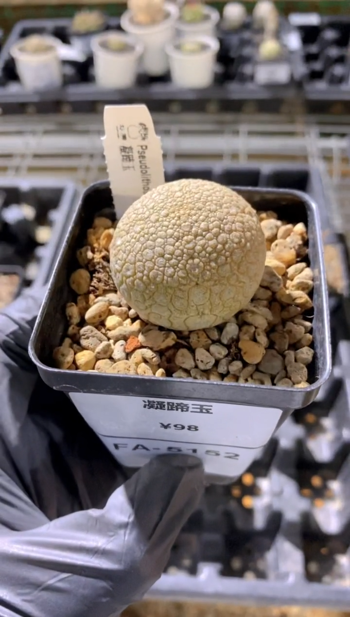 【闪购商品】凝蹄玉FA-5152