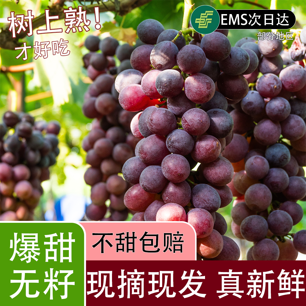 【甄选现摘夏黑葡萄】葡萄园新鲜现摘夏黑葡萄果园直发当季新鲜水果葡萄同城送浙江省
