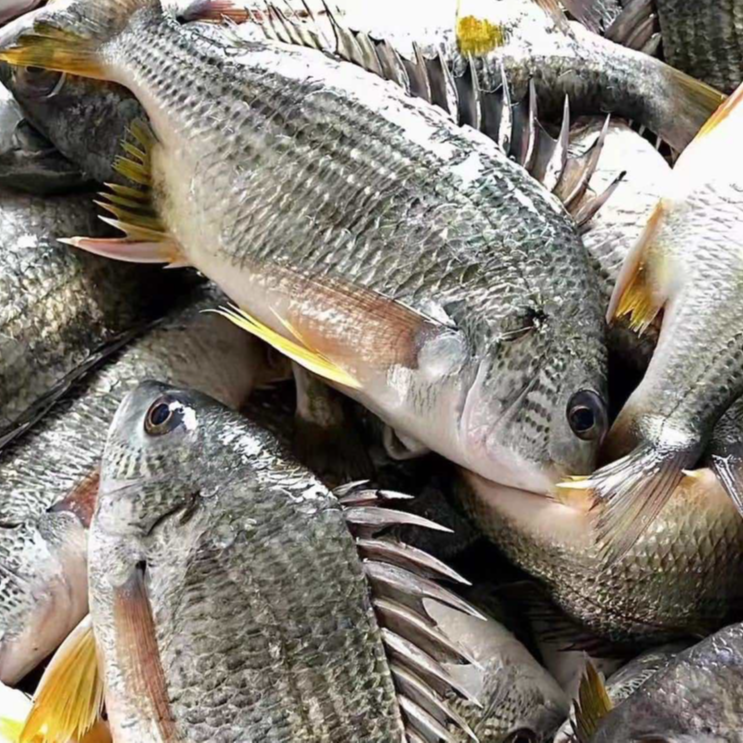 黄翅鱼  鲜冻 顺丰快递 厦门发货 现称  三斤炸鱼