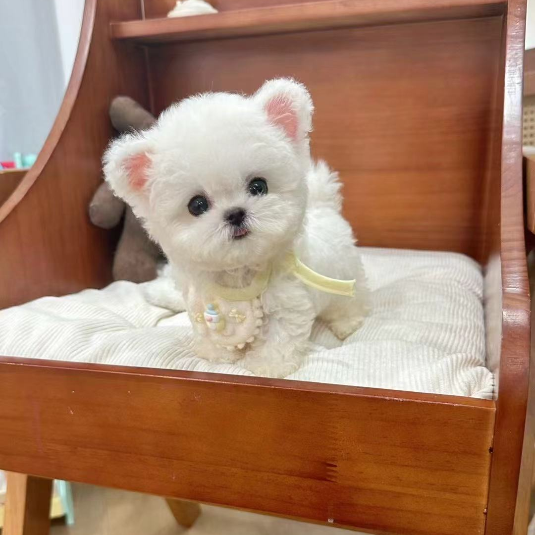  慕斯宠物精品小型犬宠物-补差链接