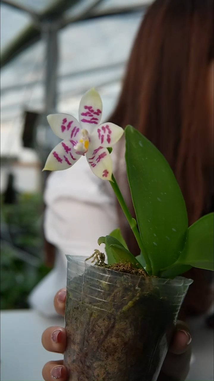 完全开放浅蓝文森交白盾（2.5寸）