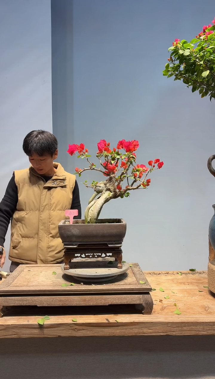 全部花朵H****?三角梅42