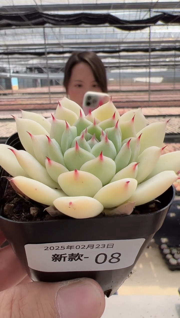 【闪购商品】新款多肉-08
