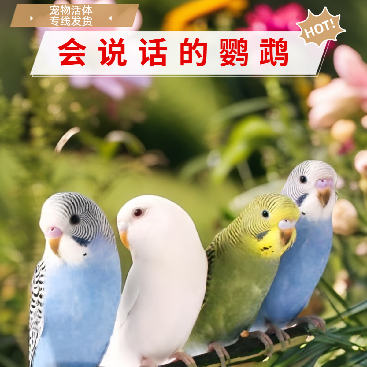 手养亲人鹦鹉活鸟活物虎皮鹦鹉小鸟活体会学说话的鸟类宠物包邮