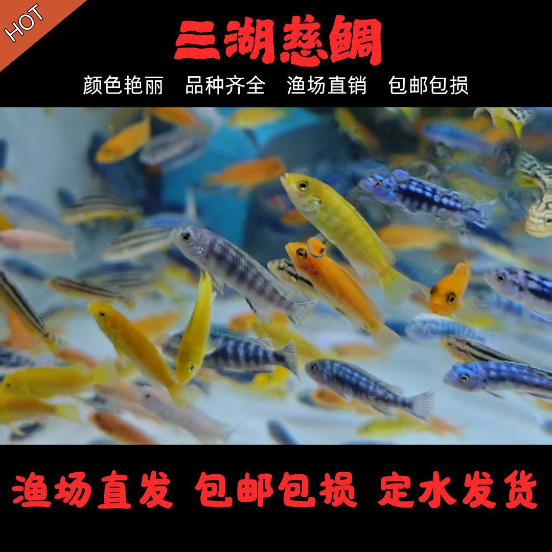 陕西发货包邮三湖慈鲷鱼慈雕马雕热带观赏鱼好养耐活淡水鱼