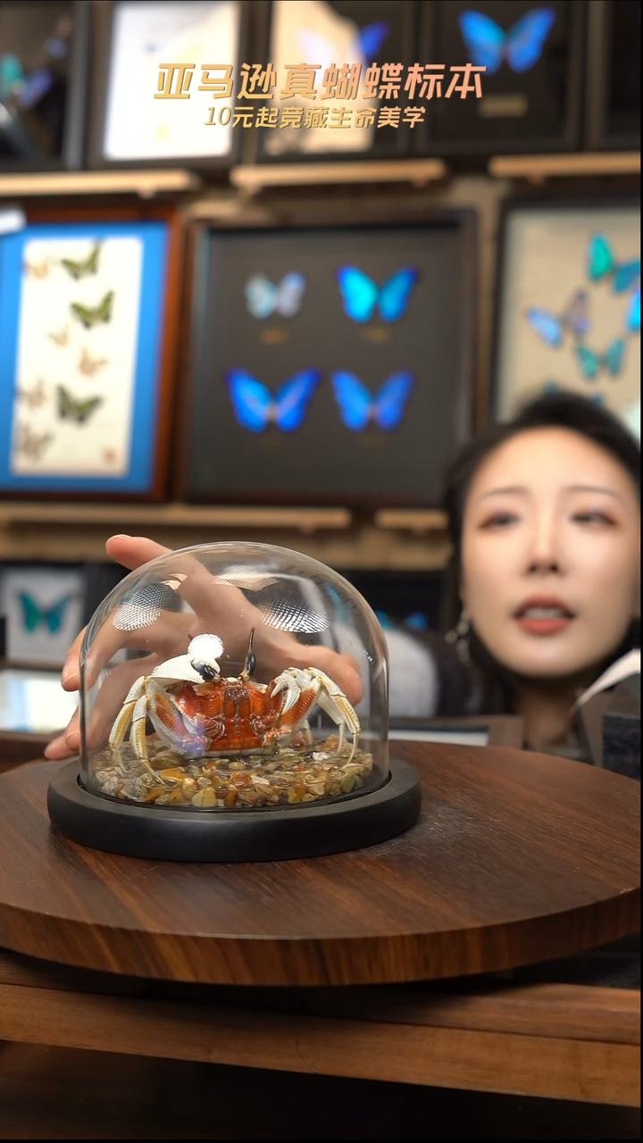 沙蟹标本玻璃罩款   