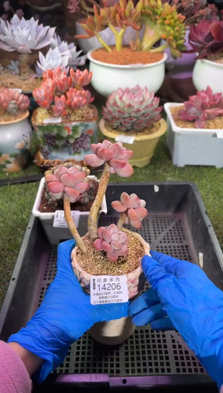 【闪购商品】14206