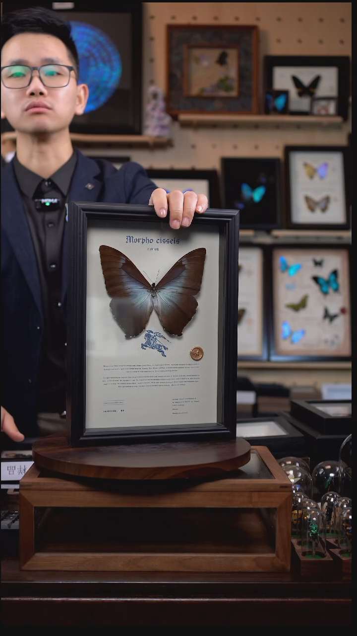蝴蝶标本摆件竞拍月神闪蝶g亚j200