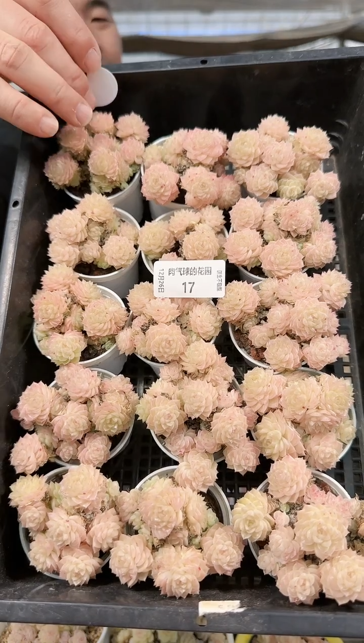 1226-17m1-51多肉量拍任意发一颗群生不包整