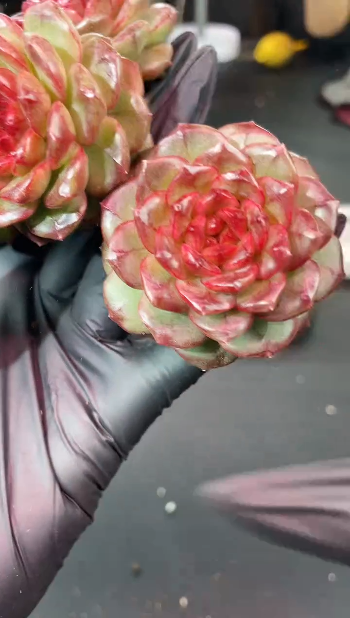 闪购1520  蓬莱多肉一颗   4.5厘米