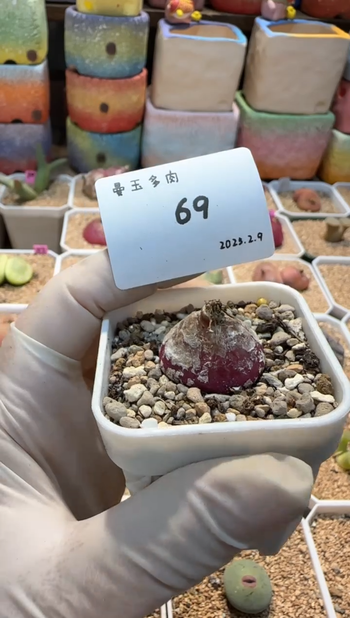 【闪购商品】25.2.9-69