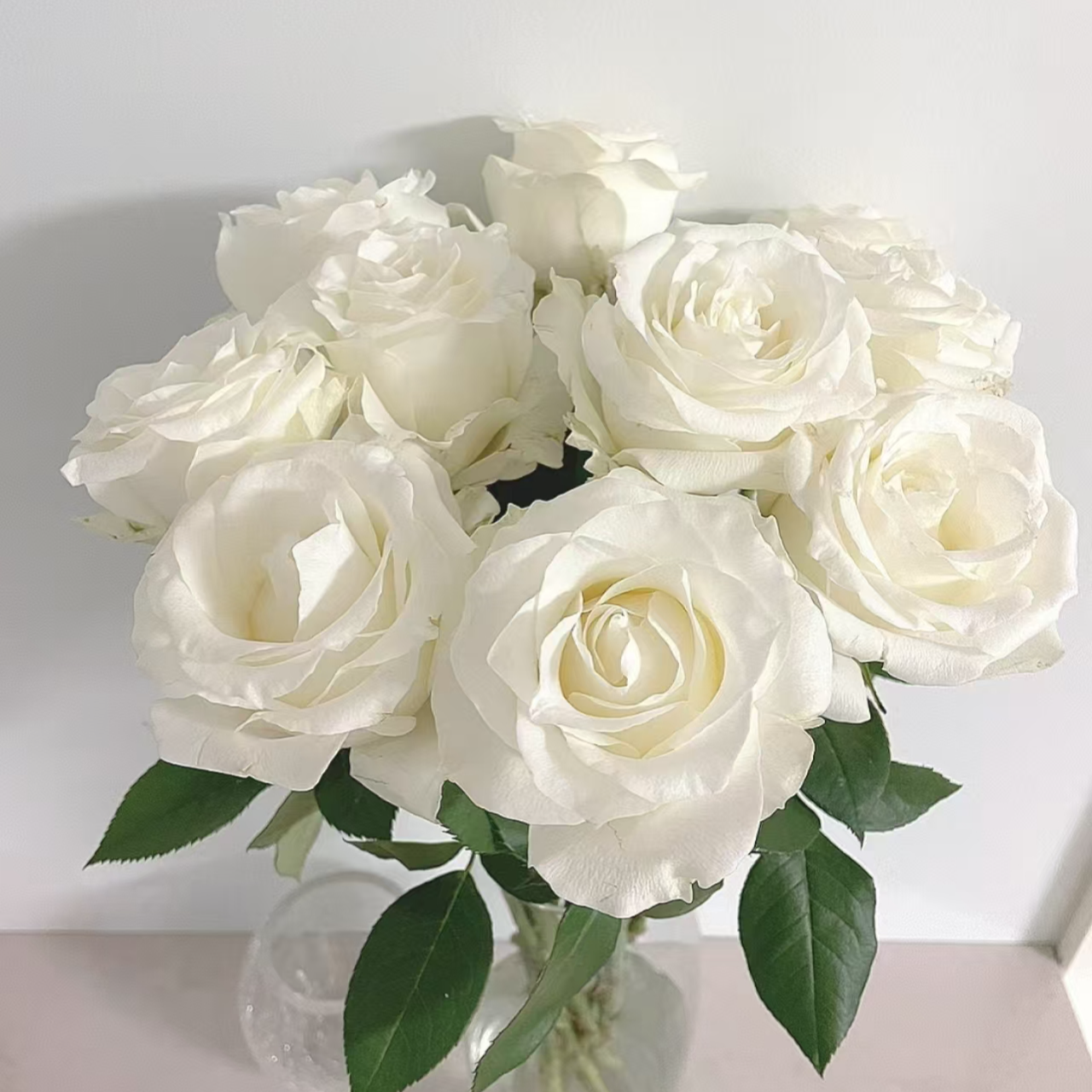 骄傲单头玫瑰 云南基地直发