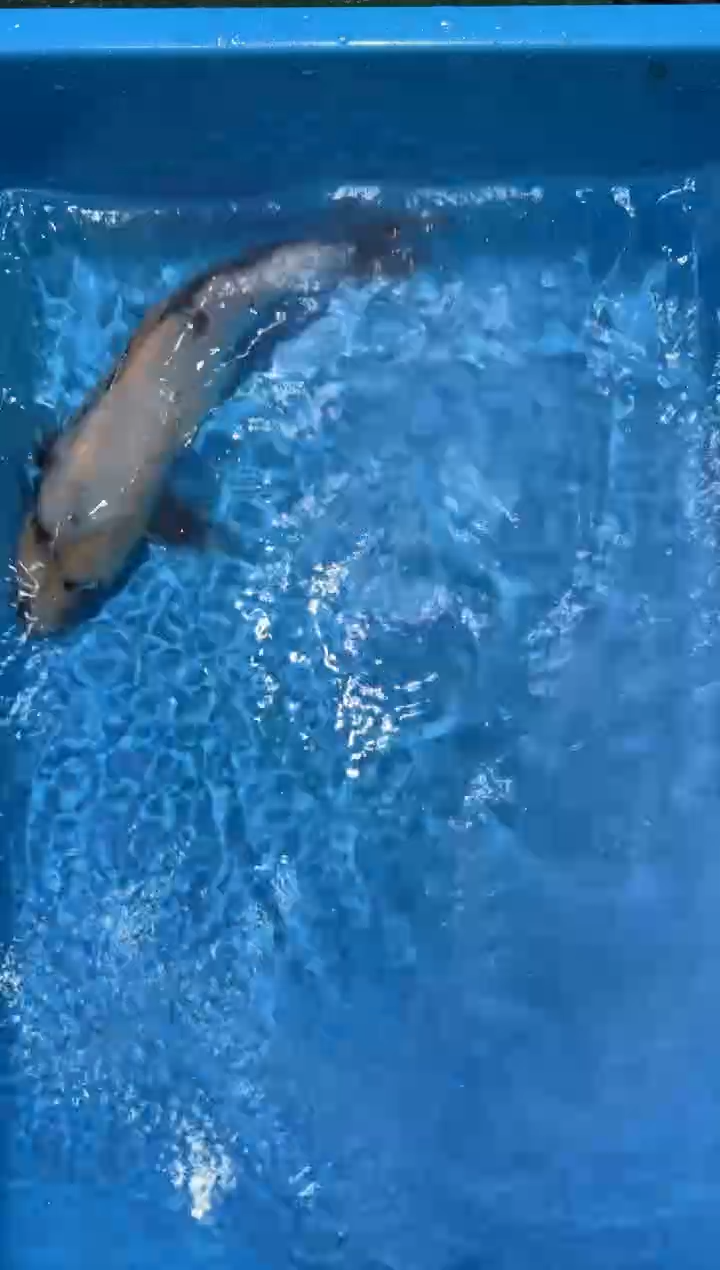 锦鲤点关注右下角竞拍链接出价