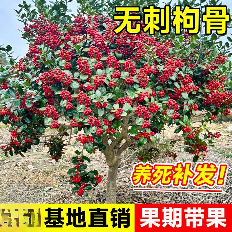 无刺枸骨苗造型老桩有刺金玉满堂四季常青植物庭院园林绿化盆栽