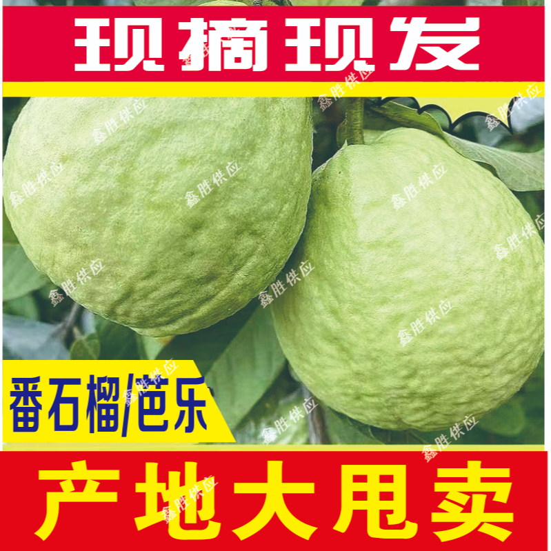 广西正宗软糯奶油冰淇淋口感芭乐白心番石榴新鲜现摘正宗芭乐水果
