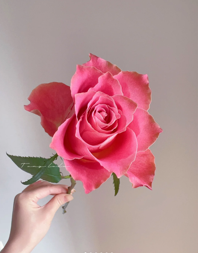 【玫瑰】日本故事 任拍三单顺丰空运包邮鲜切花家居花店插花