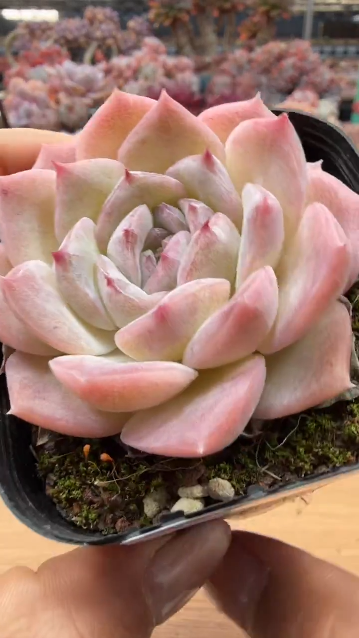 东云多肉园二店-23