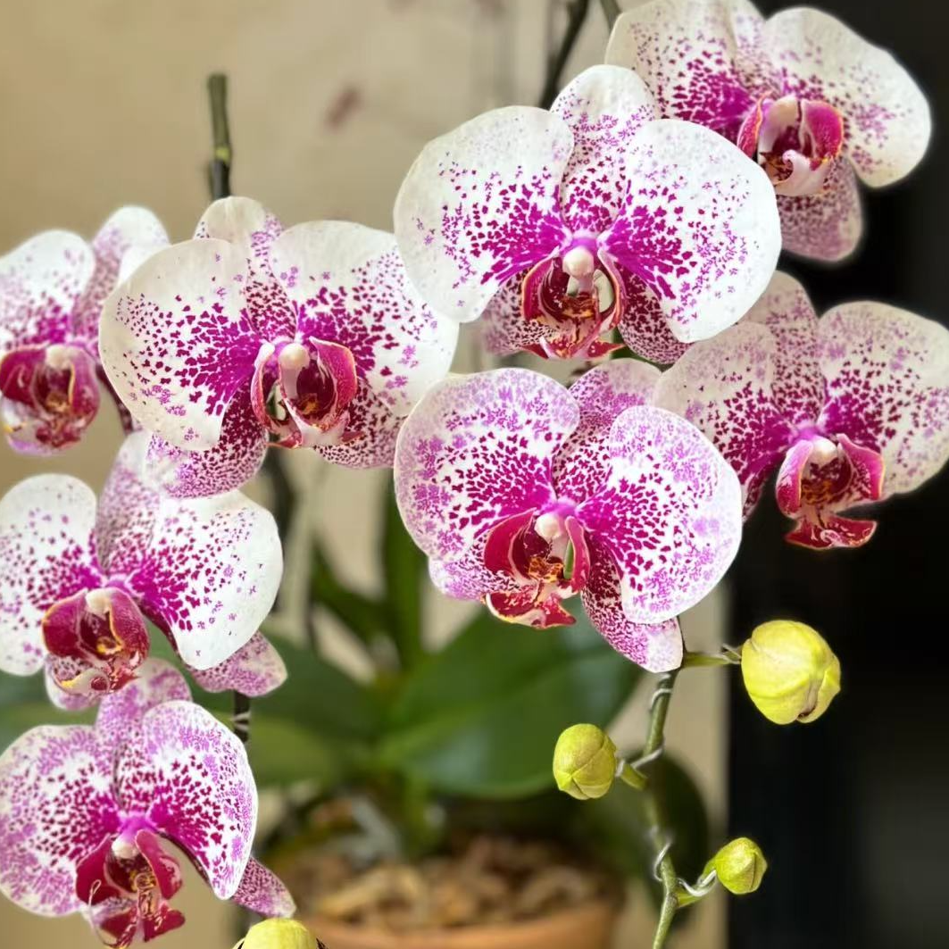 【龙树枫叶】精品蝴蝶兰花室内阳台办公室高端花卉绿植盆栽年宵花