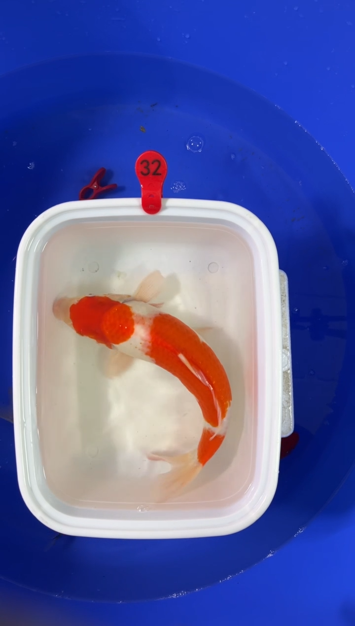 锦鲤活体二号链接 顺丰到付