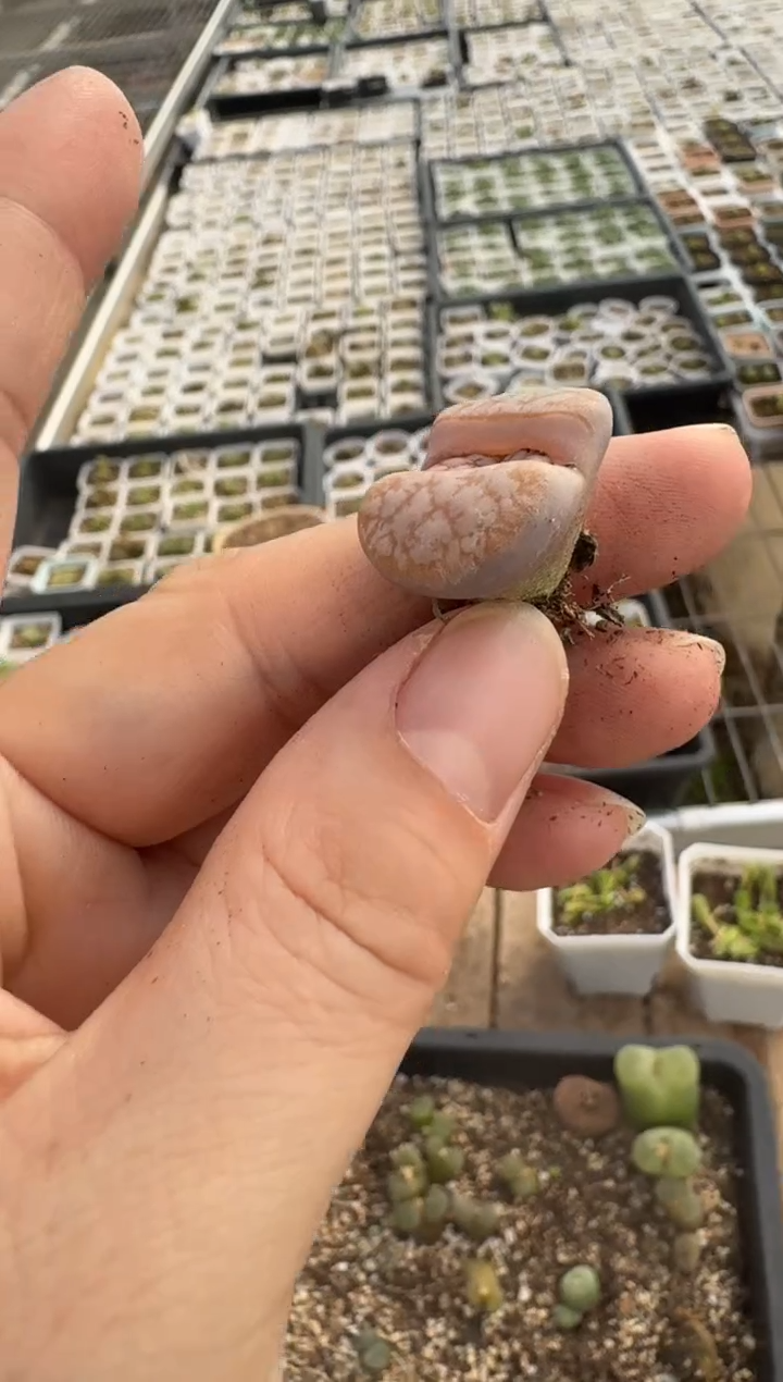 【闪购商品】2/4-165