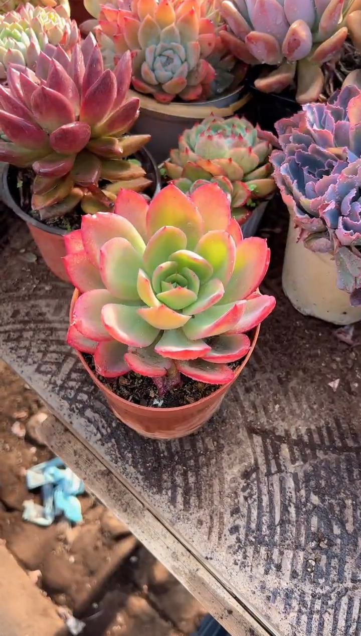 浅**笑多肉植物一物一拍04224