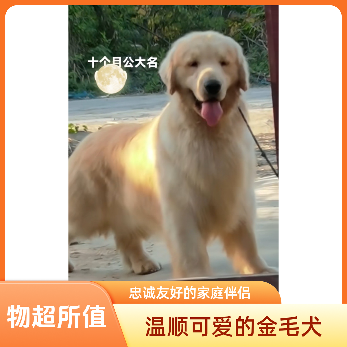 纯种2个月大骨架金毛幼犬高智商家庭陪伴犬