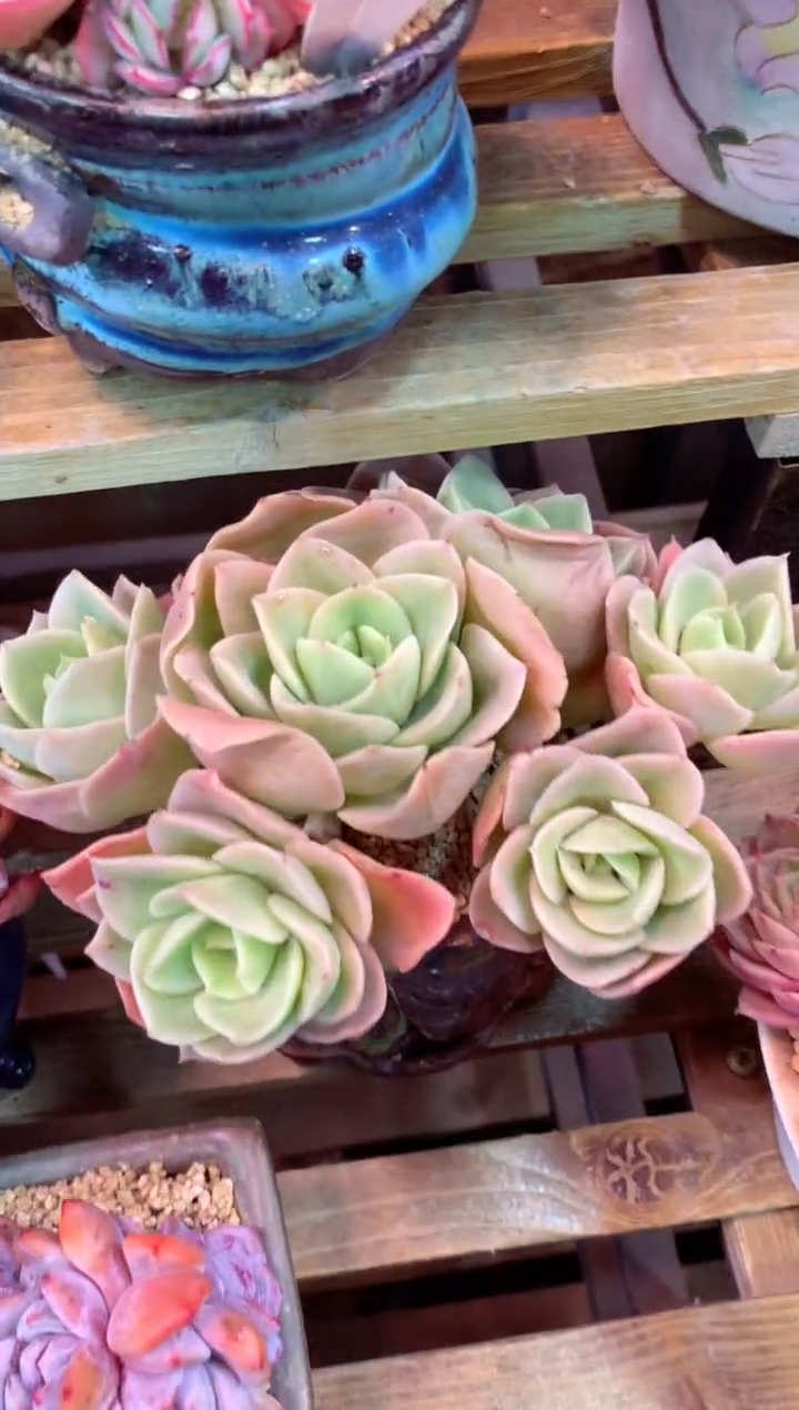 422J（一物一拍，精品多肉，w所见即所得 ）