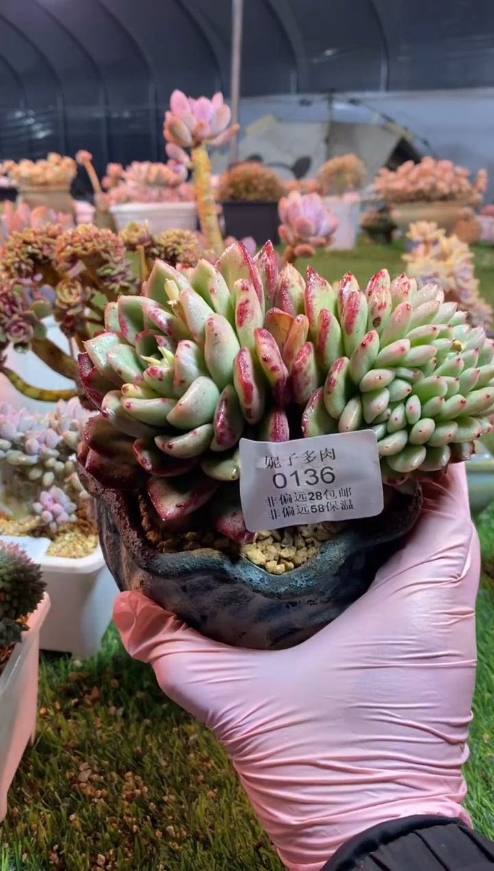 【闪购商品】0136a