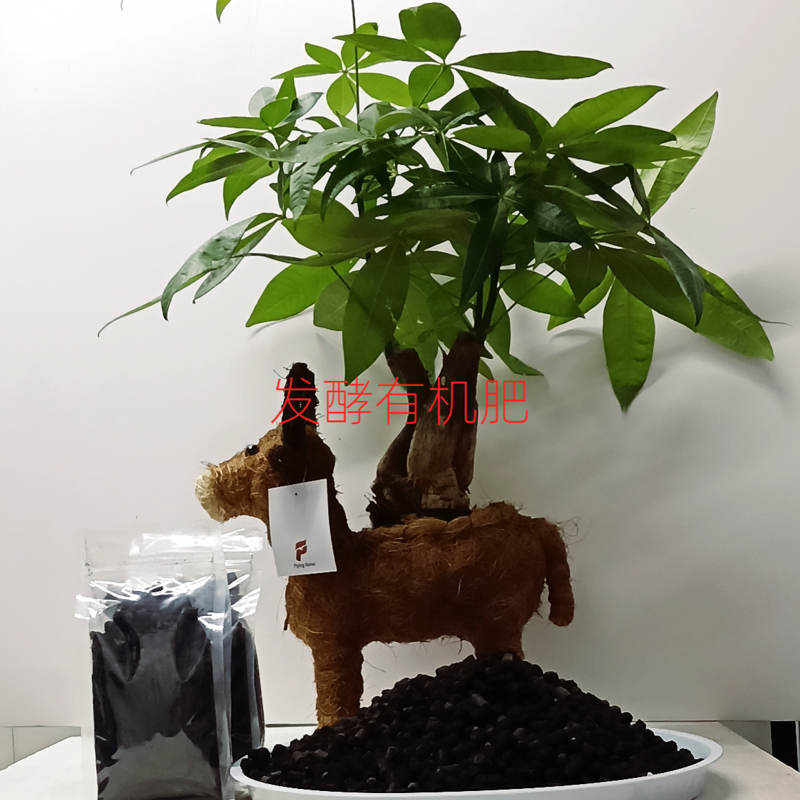 发财树盆栽花卉室内外通用四季常青易活水培好养